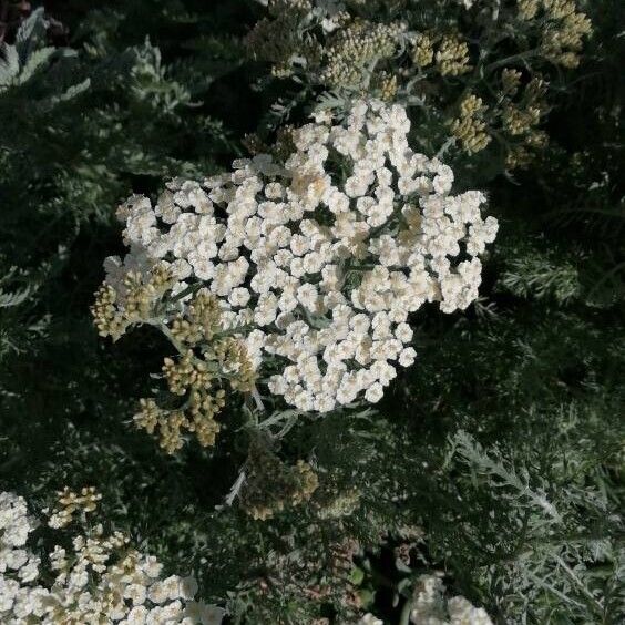 Achillea crithmifolia Кветка