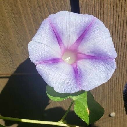 Ipomoea nil Flower