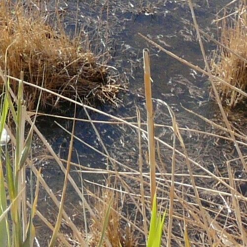 Typha domingensis Лист