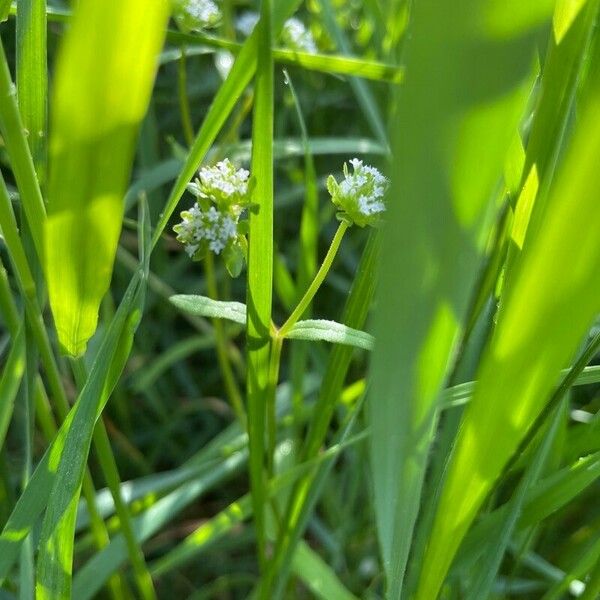 Valerianella eriocarpa Кветка