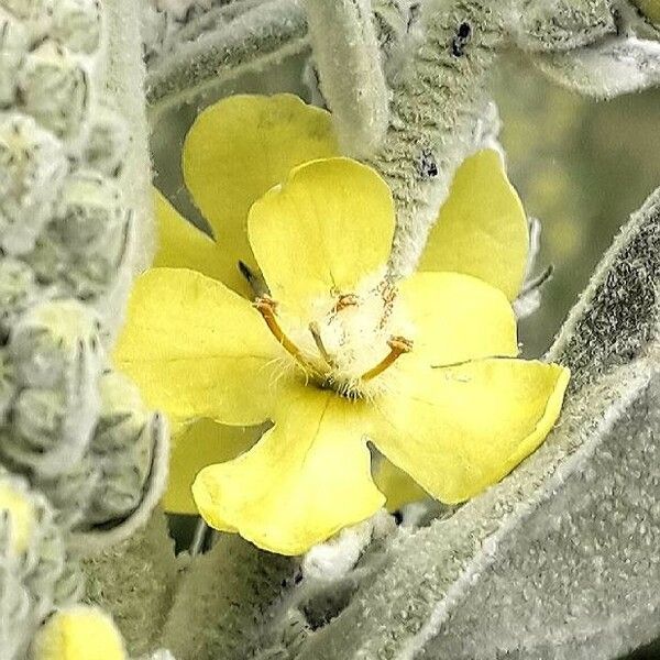 Verbascum pulverulentum Blomst