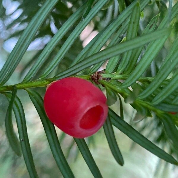 Taxus baccata Vili