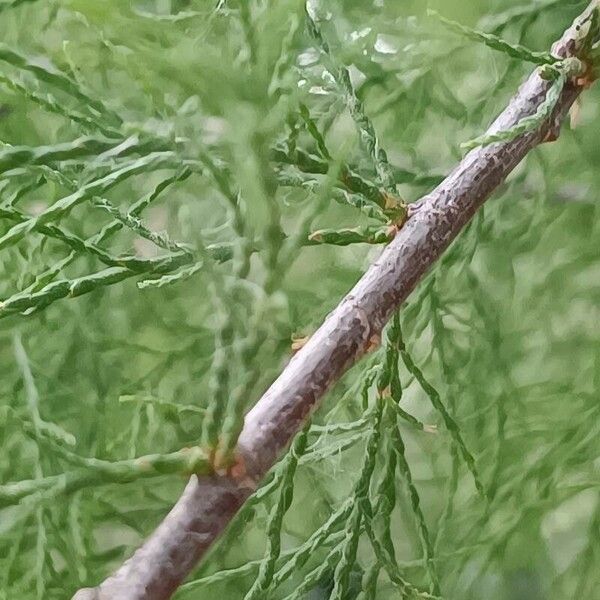 Tamarix canariensis Leaf