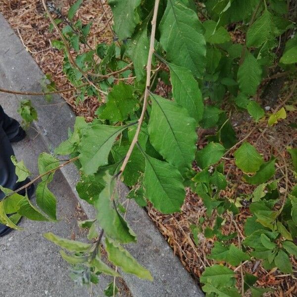 Solanum laciniatum Fuelha