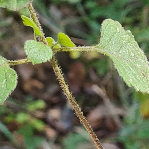 Clinopodium menthifolium Folio