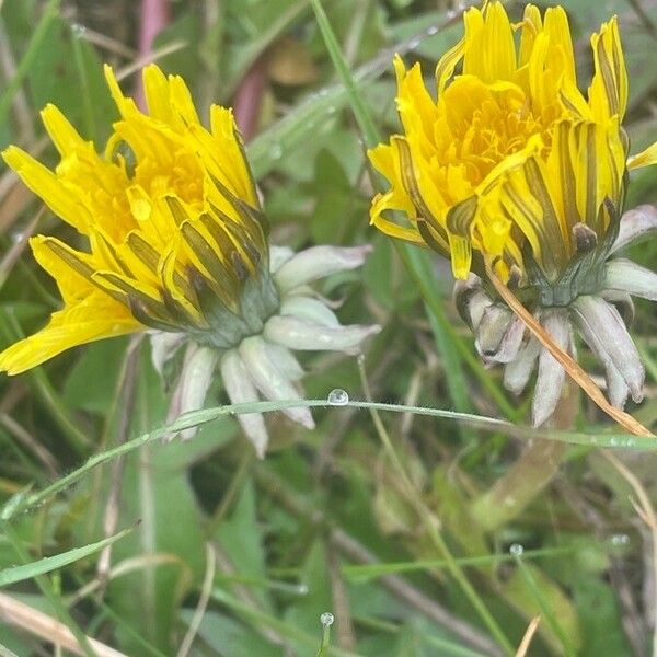 Taraxacum officinale Flower