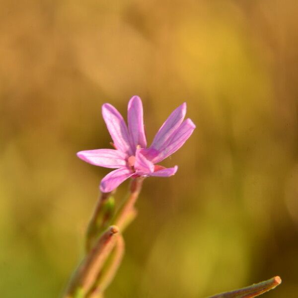 Epilobium brachycarpum 花