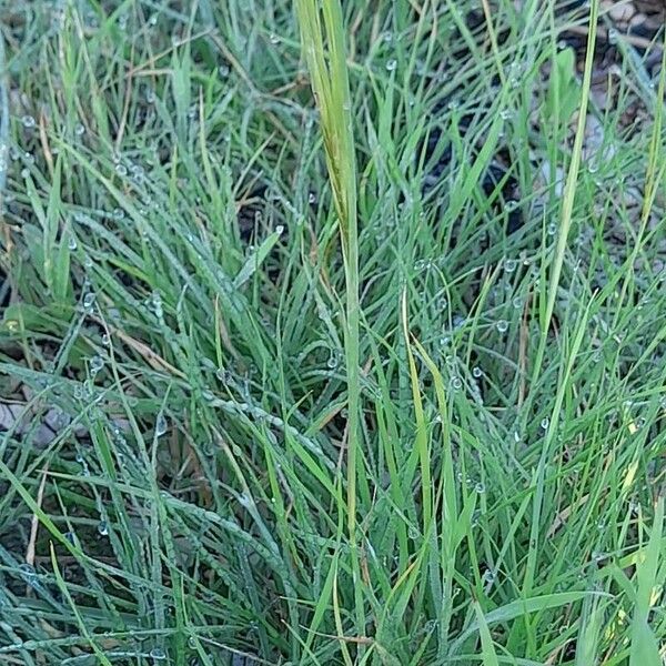 Stipellula capensis Vekstform