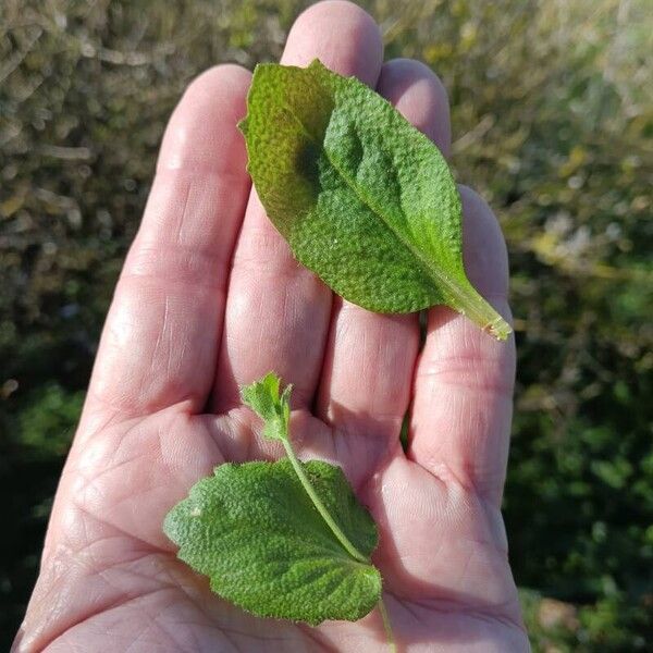 Draba muralis Leaf