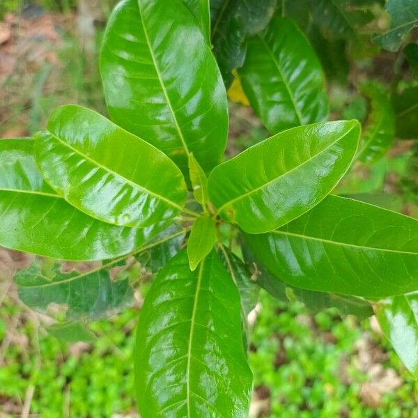 Acronychia pedunculata Liść