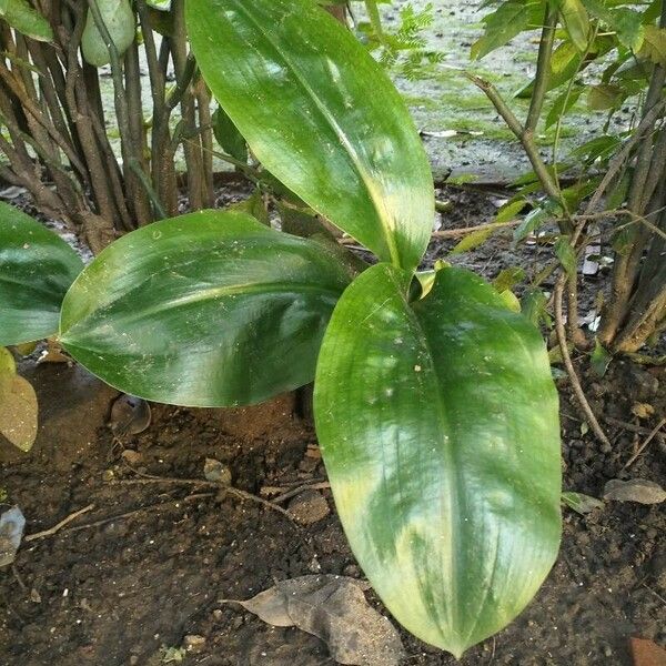 Scadoxus multiflorus Leaf