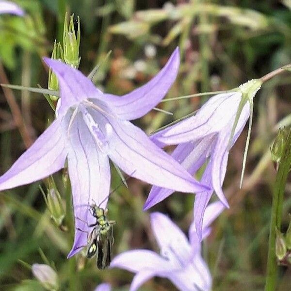 Campanula rapunculus Flower