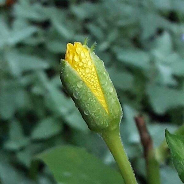 Oenothera biennis Flor