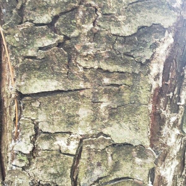 Pinus monticola Bark