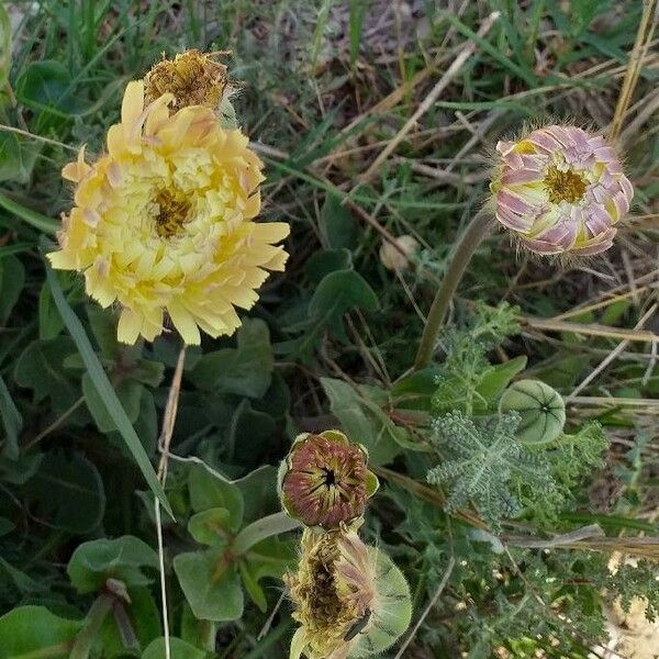 Urospermum dalechampii Flor