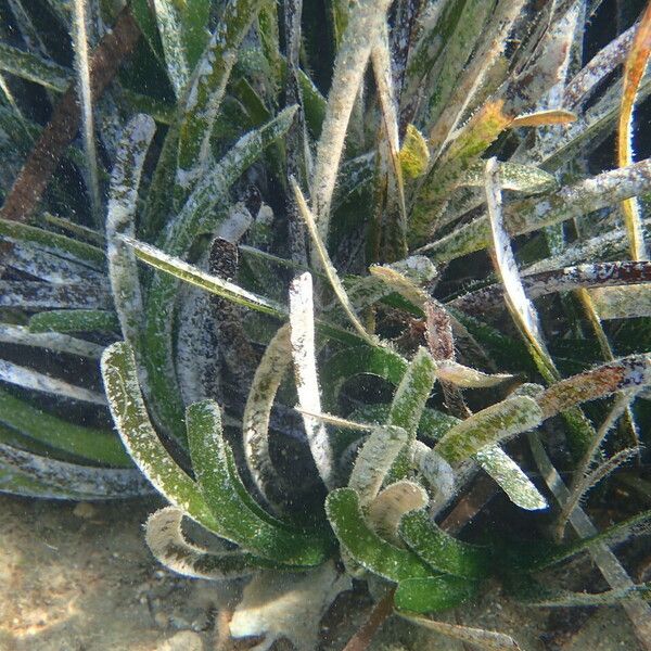 Posidonia oceanica Feuille