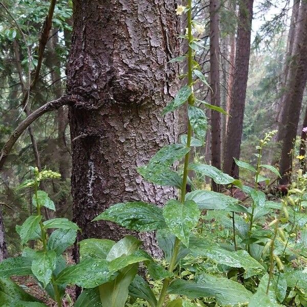 Digitalis lutea Habit