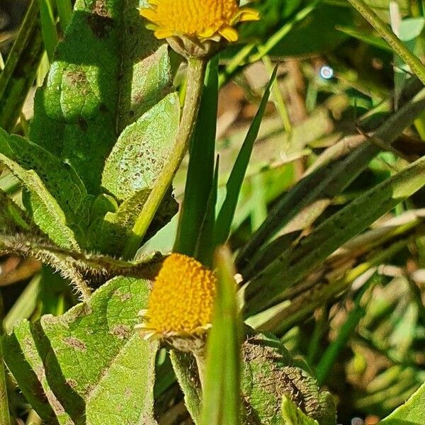 Acmella caulirhiza Flower