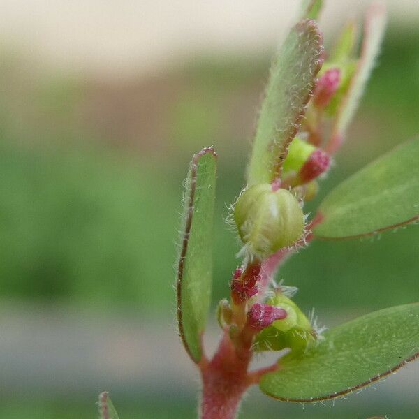 Euphorbia prostrata Fruct