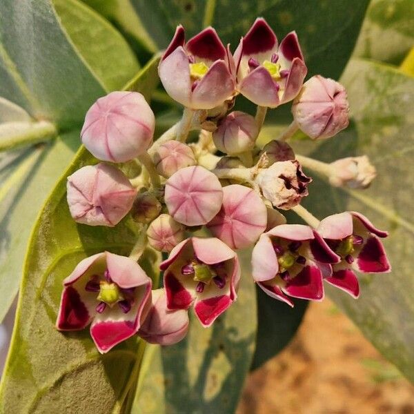 Calotropis procera Floro