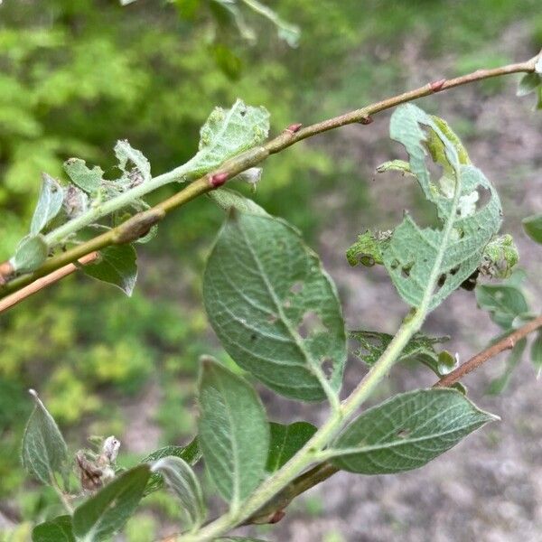 Salix aurita Φύλλο