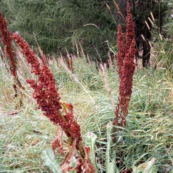 Rumex aquaticus Blomma