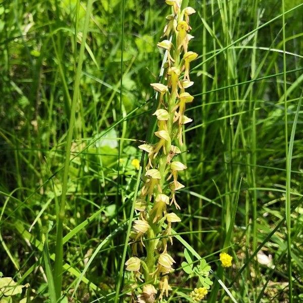 Orchis anthropophora Õis