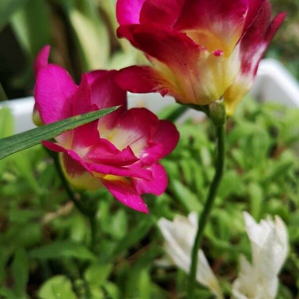 Freesia × kewensis Květ