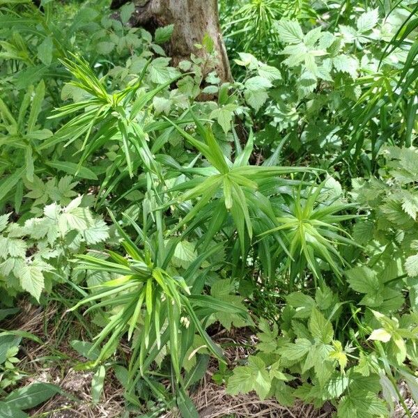 Polygonatum verticillatum Celota