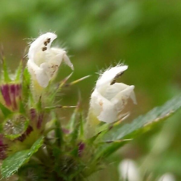 Galeopsis tetrahit Õis