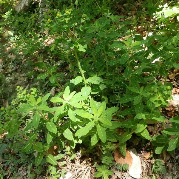 Euphorbia hyberna Feuille