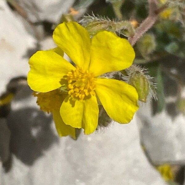 Helianthemum oelandicum Blomma