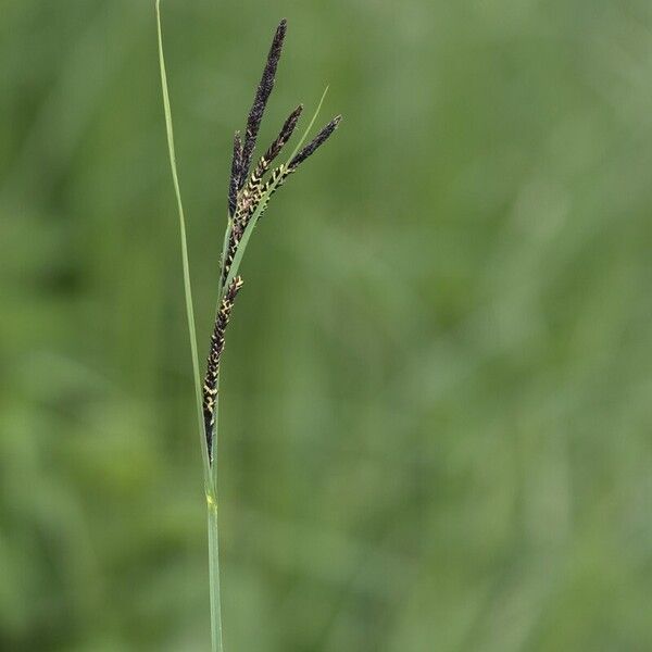 Carex acuta Lorea