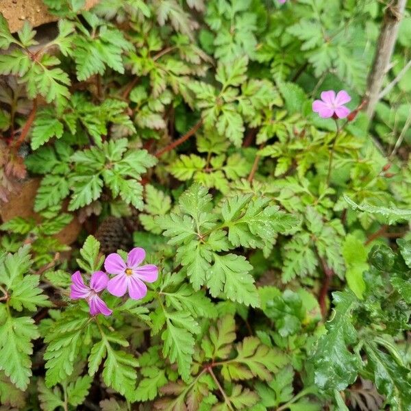 Geranium purpureum Συνήθη χαρακτηριστικά