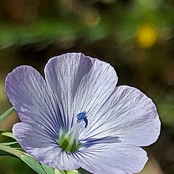 Linum usitatissimum Flor