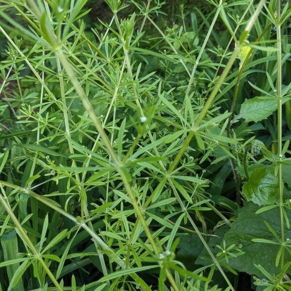 Galium aparine 整株植物