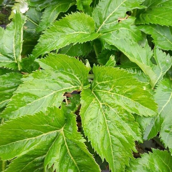 Angelica archangelica Leaf