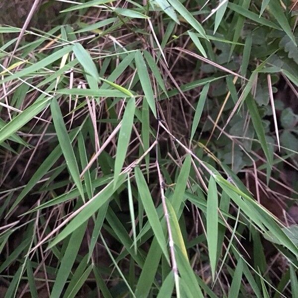 Pogonatherum paniceum Leaf