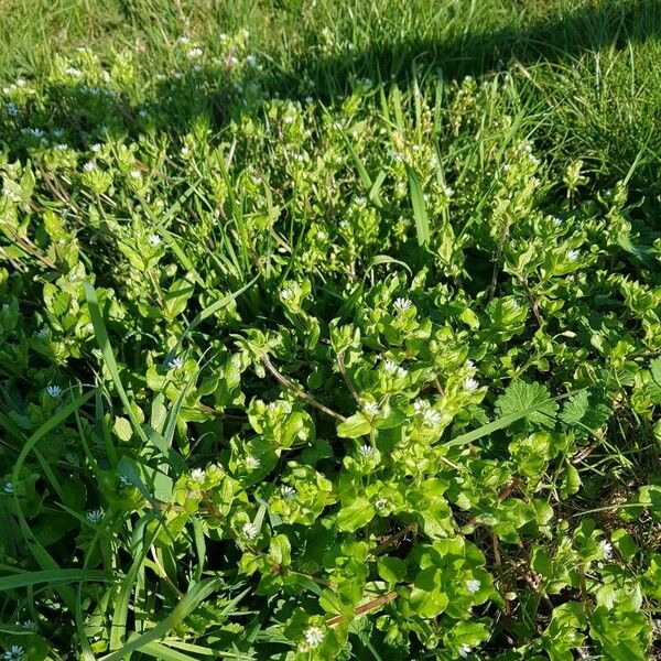 Veronica agrestis Leaf