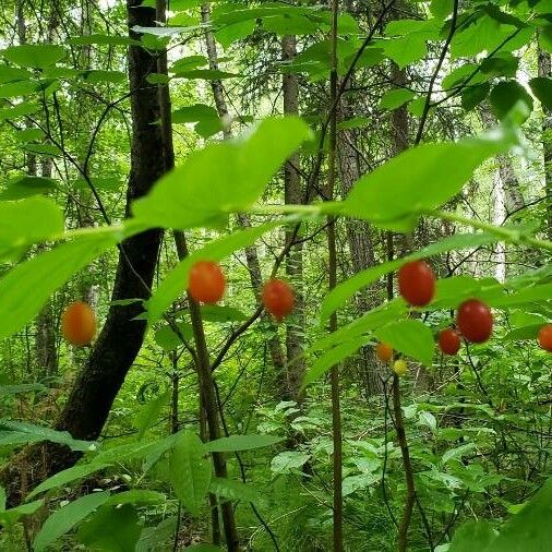 Streptopus amplexifolius Fruit