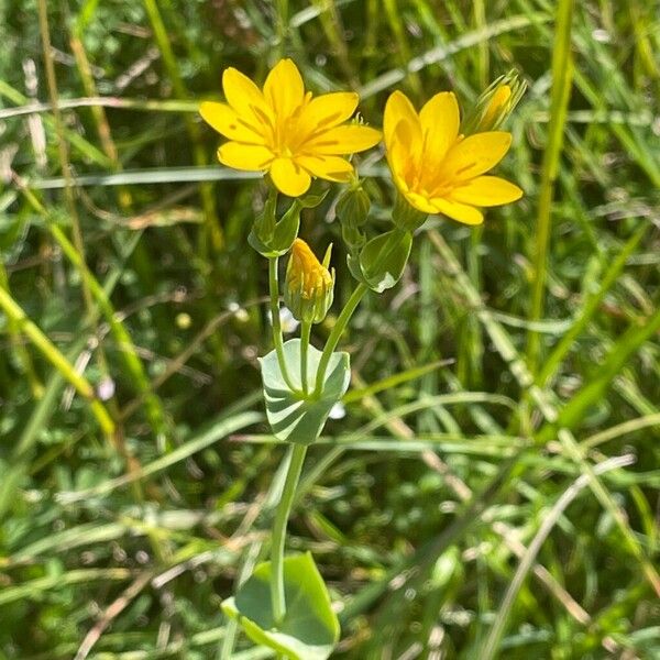 Blackstonia perfoliata पत्ता