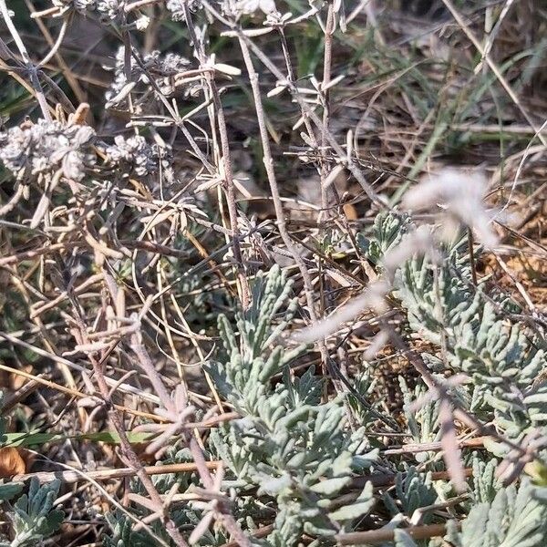 Teucrium polium Leaf