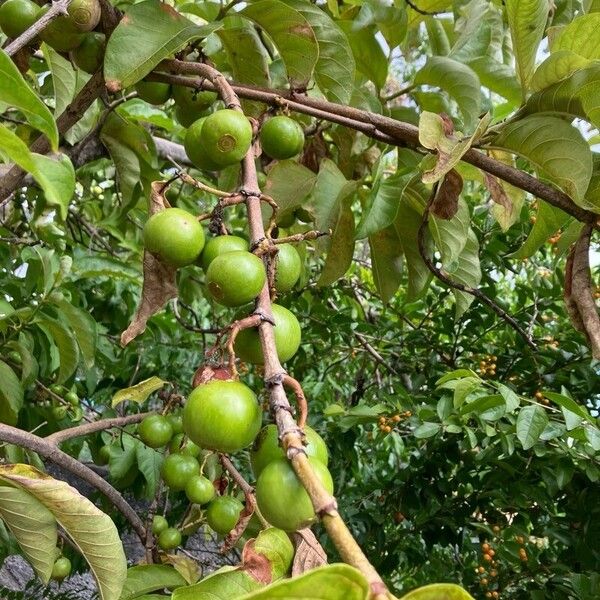 Vangueria madagascariensis Frucht