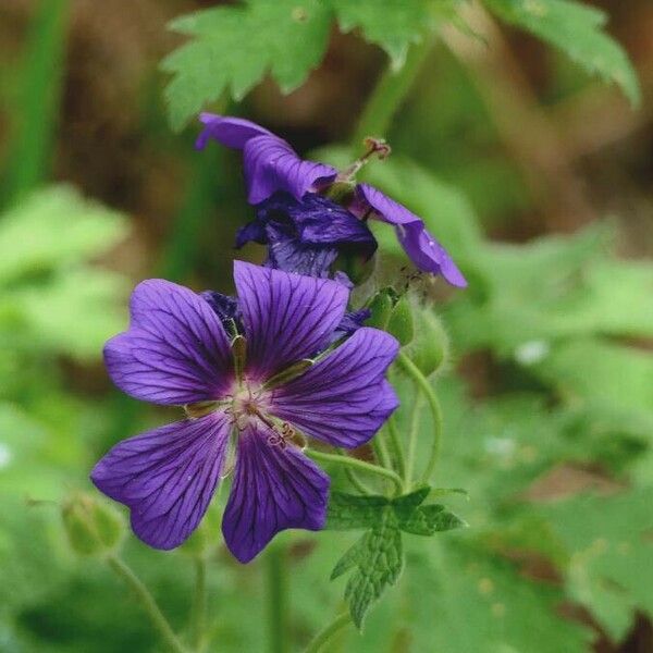 Geranium ibericum Flower