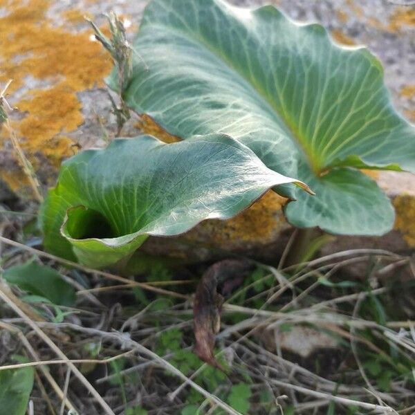 Arum pictum برگ