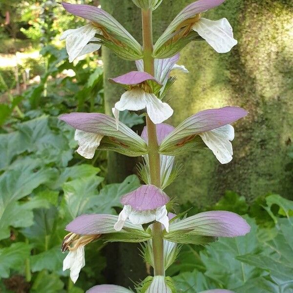 Acanthus spinosus Çiçek