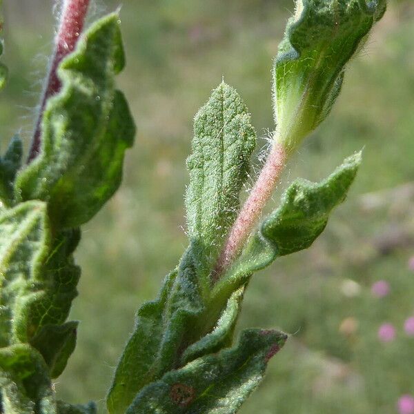 Cistus crispus Folha