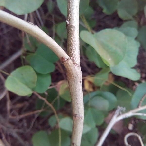 Bauhinia galpinii Bark