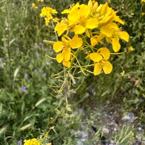 Sisymbrium loeselii Kvet