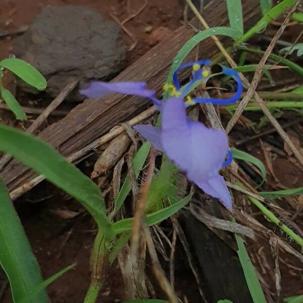 Commelina forskaolii Bloem